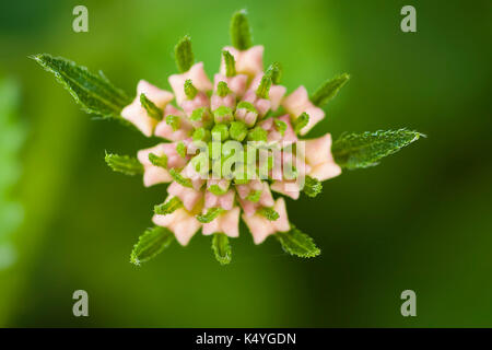 Lantana camara Blume in der Türkei Stockfoto