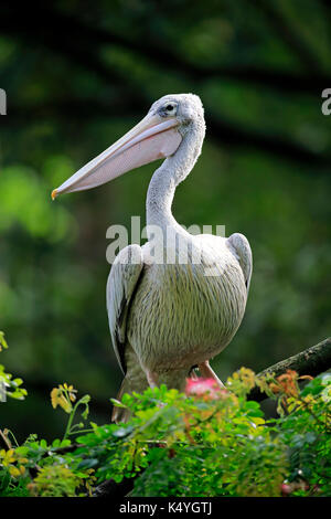 Spot-Billed Pelican (Pelecanus philippensis), Erwachsenen auf dem Baum, Singapur Stockfoto