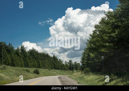 Die Straße, entlang der Ränder, die wächst einen dichten Wald Fichte Stockfoto