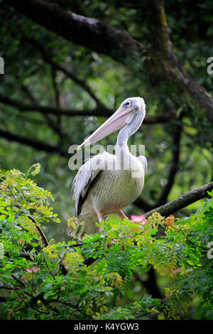 Spot-Billed Pelican (Pelecanus philippensis), Erwachsenen auf dem Baum, Singapur Stockfoto