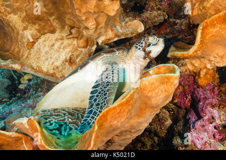 Sulawesi, Indonesien. 8. Sep 2017. Diese grünen Schildkröten (Chelonia mydas) schienen zu genießen einen entspannten Freitag Nachmittag auf ein Riff vor der Bunaken Insel, Nord Sulawesi, Indonesien Credit schlummern: Ed Brown/Alamy leben Nachrichten Stockfoto