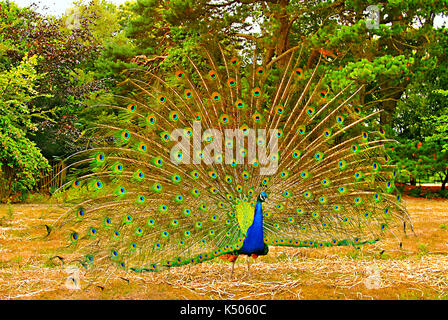 Peacock Anzeige auf der Insel Brownsea, Pool, Dorset, Großbritannien. Stockfoto