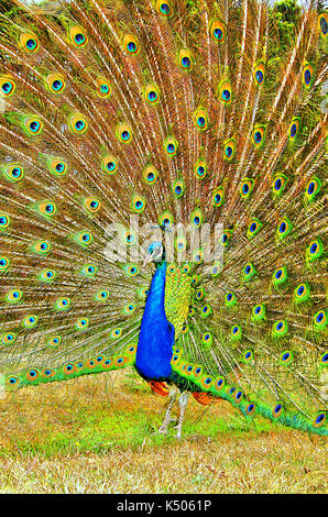 Peacock Anzeige auf der Insel Brownsea, Pool, Dorset, Großbritannien. Stockfoto