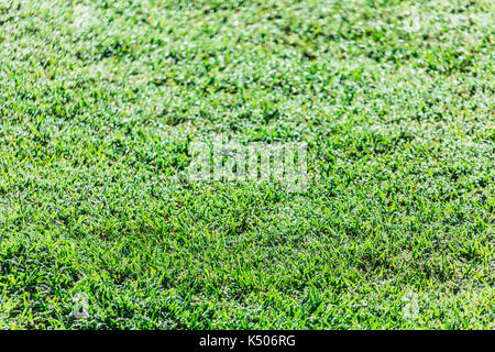 Tau auf dem Gras am frühen Morgen Stockfoto
