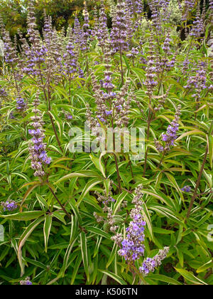 Blumen von Vitex agnus-castus Breitblättrigen keusch Baum Stockfoto