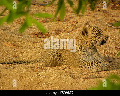 Ein leopard Cub im Sand, Londolozi, Südafrika Stockfoto