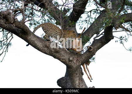 Leopard Ziehen einer toten Impala auf einen Baum, Londolozi, Südafrika Stockfoto