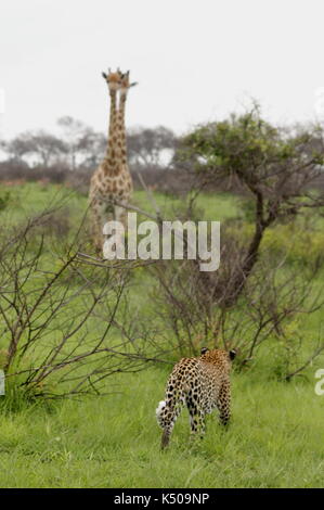 Rückansicht eines Leopard stalking Giraffen in der Ferne Londolozi, Südafrika Stockfoto