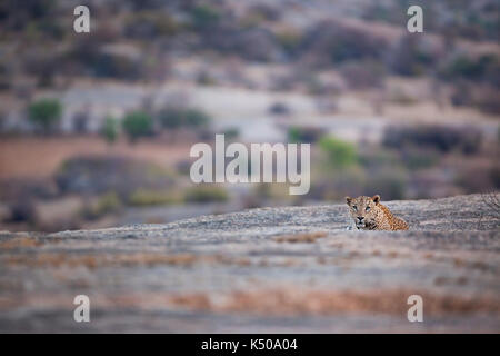 Leopard in die Kamera schaut aus einer Entfernung auf einen Hügel, Jawai, Indien Stockfoto
