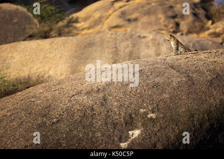 Leopard sitzen auf einem großen Felsen, Jawai, Indien Stockfoto