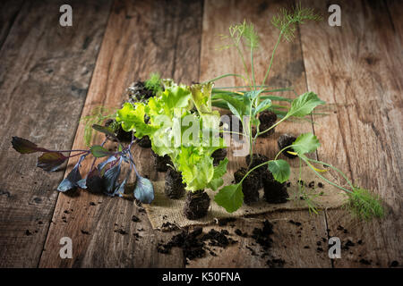 Junge Pflanzen auf rustikalen Holzmöbeln Hintergrund. Kopfsalat, Kohl, Fenchel, Lauch Sämlinge. Stockfoto