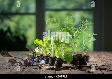 Junge Pflanzen auf rustikalen Holzmöbeln Hintergrund. Kopfsalat, Kohl, Fenchel, Lauch Sämlinge. Stockfoto