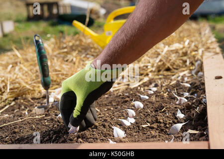 Nahaufnahme der Hand behandschuhten Gärtner pflanzen Knoblauch Zwiebeln in Holz- Gaden angehoben Bett im Stroh Laubdecke abgedeckt. Stockfoto