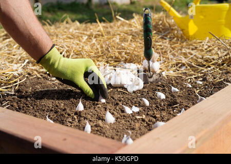 Nahaufnahme der Hand behandschuhten Gärtner pflanzen Knoblauch Zwiebeln in Holz- Gaden angehoben Bett im Stroh Laubdecke abgedeckt. Stockfoto