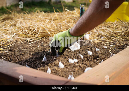 Nahaufnahme der Hand behandschuhten Gärtner pflanzen Knoblauch Zwiebeln in Holz- Gaden angehoben Bett im Stroh Laubdecke abgedeckt. Stockfoto