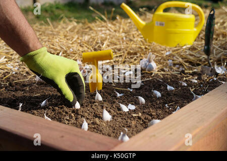 Nahaufnahme der Hand pflanzen Knoblauch Zwiebeln in Zeilen Stockfoto