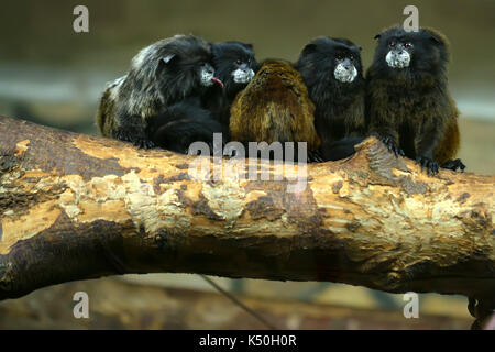 Schwarz-mantled tamarins oder Saguinus nigricollis Stockfoto