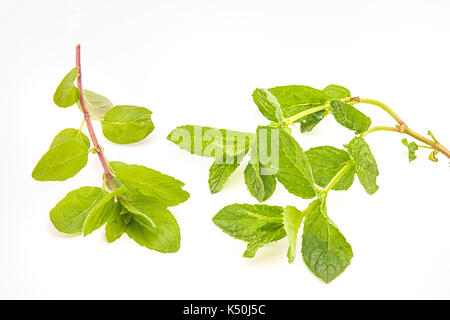 Zwei Arten von Minze auf weißen isoliert. Europäische Minze, marokkanische Minze. Marokkanische Minze ist schärfer. Stockfoto