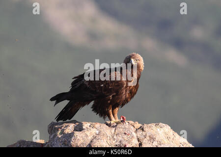 Golden Eagle Jagd Beute unter den Felsen Stockfoto