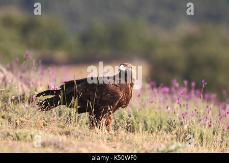 Golden Eagle Jagd Beute unter den Felsen Stockfoto