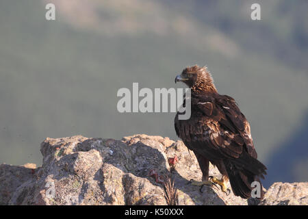 Golden Eagle Jagd Beute unter den Felsen Stockfoto