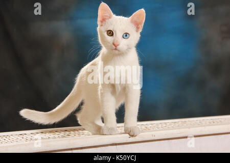 Junge Hauskatze, white, odd Eyed, stehend auf weißen Sideboard vor einem dunkelblauen Hintergrund Stockfoto