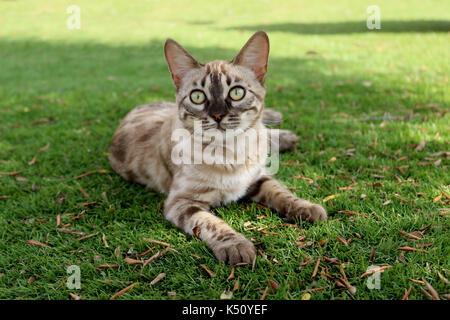 Snowbengal, Seal Mink spotted Tabby, liegend auf einer grünen Wiese Stockfoto