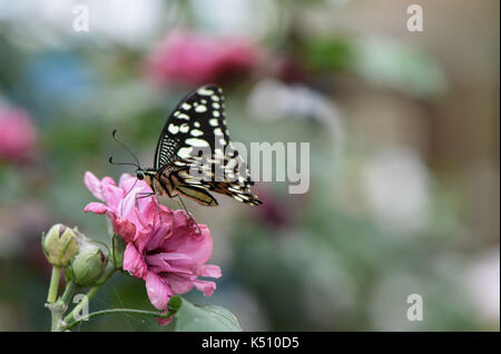 Schwalbenschwanz Schmetterling Fütterung auf eine rosa Blume, Nahaufnahme, Natur Fotografie Stockfoto