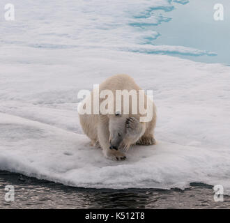 Eisbär sitzend auf Eis kratzen den Kopf, Svalbard Stockfoto