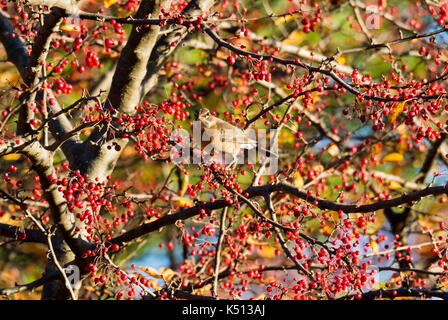 AMERICAN ROBIN (TURDUS MIGRATORIUS) thront in CRABAPPLE TREE Lititz, Pennsylvania Stockfoto