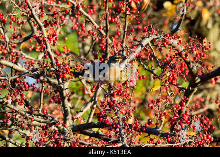 AMERICAN ROBIN (TURDUS MIGRATORIUS) thront in CRABAPPLE TREE Lititz, Pennsylvania Stockfoto