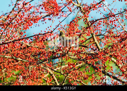 AMERICAN ROBIN (TURDUS MIGRATORIUS) thront in CRABAPPLE TREE Lititz, Pennsylvania Stockfoto