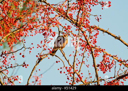 AMERICAN ROBIN (TURDUS MIGRATORIUS) thront in CRABAPPLE TREE Lititz, Pennsylvania Stockfoto