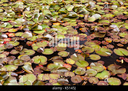 Die Seerosen im Teich in Suchumi, Abchasien Stockfoto