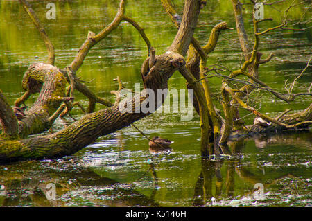 Baum auf See in Yorkshire im Sommer mit einer Ente Stockfoto
