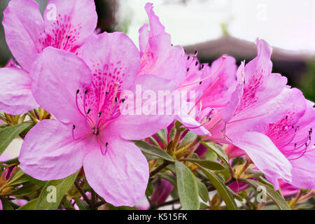 Rhododendron indicum in Suchumi, Abchasien Stockfoto