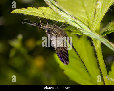 Mayfly Ephemera vulgata shadflies Ephemeroptera Stockfoto