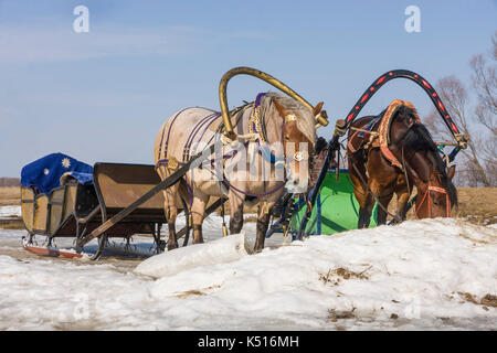 Schlitten genutzt zwei Pferde Stockfoto