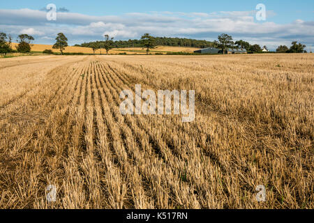 Landschaft der geernteten Getreide Getreidefeld mit weit entfernten Bauernhof Gebäude, Bäume und blauer Himmel in ländlichen Agrarlandschaft, East Lothian, Schottland, Großbritannien Stockfoto