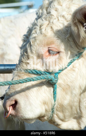 Bos taurus. Britische Charolais Bullen in Moreton in Marsh Land zeigen, Cotswolds, Gloucestershire gezeigt. Großbritannien Stockfoto