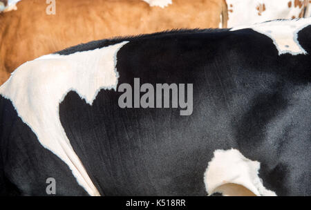 Bos taurus. Abstrakte Holstein friesische Milchkühe ausblenden Färbung an Moreton in Marsh Land zeigen, Cotswolds, Gloucestershire. Großbritannien Stockfoto