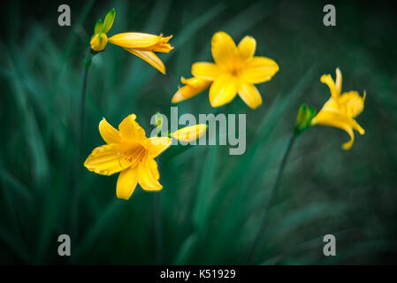 Gelbe taglilien. Hemerocallis lilioasphodelus. Natürliche verschwommen dunkel grünen Hintergrund. Stockfoto