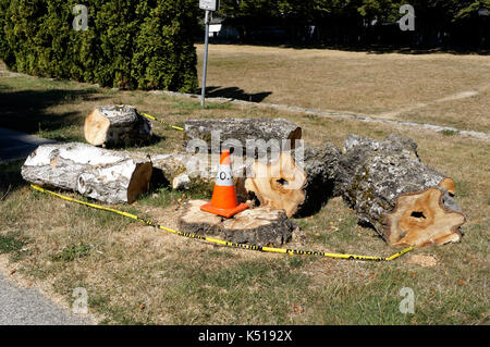 Eine gefallene Europäische Birke Betula pendula Baumstruktur, Herz - fäule Pilzkrankheit, Vancouver, BC, Kanada Stockfoto