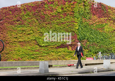 Die Mauer von Boston Efeu am Churchill College in Cambridge ab, rot zu werden im Herbst angekommen. in diesem Jahr die Wand zu drehen begann Rot in der Mitte August. Einer der größten Wände von Boston Efeu in Großbritannien wird eine Flamme des Roten EINEN MONAT früh läutet den Beginn der Herbst - im August die herrliche Ivy, die wachsenden am Churchill College an der Universität Cambridge wurde für fast 60 Jahre, ändert sich von Grün auf Rot wie das VEREINIGTE KÖNIGREICH sieht ein baldiges Ende Sommer dieses Jahres. Etwa ein Drittel der Kriechgang hat bereits die Farbe wechselte und seine fantastische Laub ist hellt sich das Kollegium Wände und Stockfoto