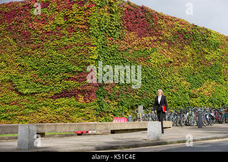 Die Mauer von Boston Efeu am Churchill College in Cambridge ab, rot zu werden im Herbst angekommen. in diesem Jahr die Wand zu drehen begann Rot in der Mitte August. Einer der größten Wände von Boston Efeu in Großbritannien wird eine Flamme des Roten EINEN MONAT früh läutet den Beginn der Herbst - im August die herrliche Ivy, die wachsenden am Churchill College an der Universität Cambridge wurde für fast 60 Jahre, ändert sich von Grün auf Rot wie das VEREINIGTE KÖNIGREICH sieht ein baldiges Ende Sommer dieses Jahres. Etwa ein Drittel der Kriechgang hat bereits die Farbe wechselte und seine fantastische Laub ist hellt sich das Kollegium Wände und Stockfoto