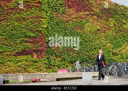 Die Mauer von Boston Efeu am Churchill College in Cambridge ab, rot zu werden im Herbst angekommen. in diesem Jahr die Wand zu drehen begann Rot in der Mitte August. Einer der größten Wände von Boston Efeu in Großbritannien wird eine Flamme des Roten EINEN MONAT früh läutet den Beginn der Herbst - im August die herrliche Ivy, die wachsenden am Churchill College an der Universität Cambridge wurde für fast 60 Jahre, ändert sich von Grün auf Rot wie das VEREINIGTE KÖNIGREICH sieht ein baldiges Ende Sommer dieses Jahres. Etwa ein Drittel der Kriechgang hat bereits die Farbe wechselte und seine fantastische Laub ist hellt sich das Kollegium Wände und Stockfoto