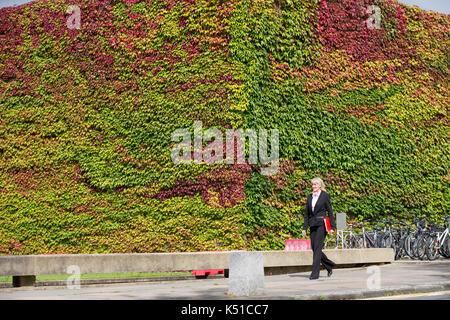 Die Mauer von Boston Efeu am Churchill College in Cambridge ab, rot zu werden im Herbst angekommen. in diesem Jahr die Wand zu drehen begann Rot in der Mitte August. Einer der größten Wände von Boston Efeu in Großbritannien wird eine Flamme des Roten EINEN MONAT früh läutet den Beginn der Herbst - im August die herrliche Ivy, die wachsenden am Churchill College an der Universität Cambridge wurde für fast 60 Jahre, ändert sich von Grün auf Rot wie das VEREINIGTE KÖNIGREICH sieht ein baldiges Ende Sommer dieses Jahres. Etwa ein Drittel der Kriechgang hat bereits die Farbe wechselte und seine fantastische Laub ist hellt sich das Kollegium Wände und Stockfoto