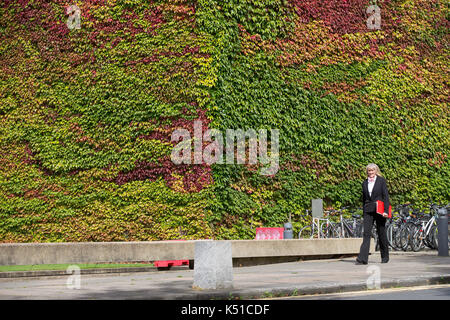 Die Mauer von Boston Efeu am Churchill College in Cambridge ab, rot zu werden im Herbst angekommen. in diesem Jahr die Wand zu drehen begann Rot in der Mitte August. Einer der größten Wände von Boston Efeu in Großbritannien wird eine Flamme des Roten EINEN MONAT früh läutet den Beginn der Herbst - im August die herrliche Ivy, die wachsenden am Churchill College an der Universität Cambridge wurde für fast 60 Jahre, ändert sich von Grün auf Rot wie das VEREINIGTE KÖNIGREICH sieht ein baldiges Ende Sommer dieses Jahres. Etwa ein Drittel der Kriechgang hat bereits die Farbe wechselte und seine fantastische Laub ist hellt sich das Kollegium Wände und Stockfoto