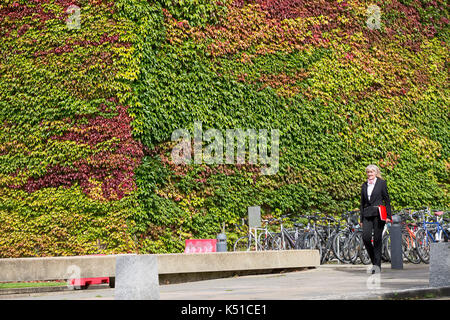 Die Mauer von Boston Efeu am Churchill College in Cambridge ab, rot zu werden im Herbst angekommen. in diesem Jahr die Wand zu drehen begann Rot in der Mitte August. Einer der größten Wände von Boston Efeu in Großbritannien wird eine Flamme des Roten EINEN MONAT früh läutet den Beginn der Herbst - im August die herrliche Ivy, die wachsenden am Churchill College an der Universität Cambridge wurde für fast 60 Jahre, ändert sich von Grün auf Rot wie das VEREINIGTE KÖNIGREICH sieht ein baldiges Ende Sommer dieses Jahres. Etwa ein Drittel der Kriechgang hat bereits die Farbe wechselte und seine fantastische Laub ist hellt sich das Kollegium Wände und Stockfoto