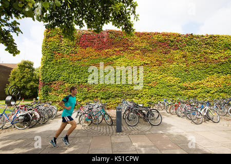 Die Mauer von Boston Efeu am Churchill College in Cambridge ab, rot zu werden im Herbst angekommen. in diesem Jahr die Wand zu drehen begann Rot in der Mitte August. Einer der größten Wände von Boston Efeu in Großbritannien wird eine Flamme des Roten EINEN MONAT früh läutet den Beginn der Herbst - im August die herrliche Ivy, die wachsenden am Churchill College an der Universität Cambridge wurde für fast 60 Jahre, ändert sich von Grün auf Rot wie das VEREINIGTE KÖNIGREICH sieht ein baldiges Ende Sommer dieses Jahres. Etwa ein Drittel der Kriechgang hat bereits die Farbe wechselte und seine fantastische Laub ist hellt sich das Kollegium Wände und Stockfoto